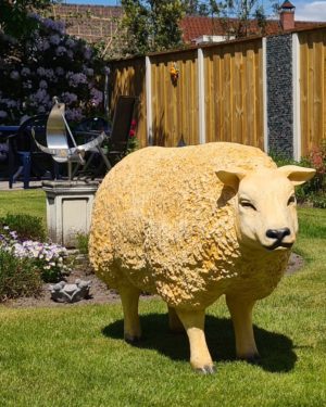 Levensecht beeld van een Texels schaap kopen voor buiten