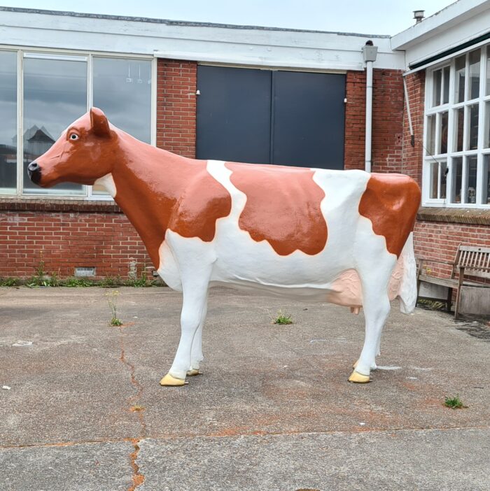 Holstein Friesian koe tuinbeelden koeien