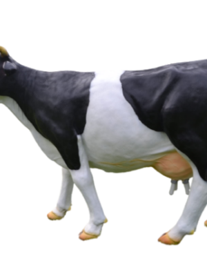 Beeld koe met ranja om te melken