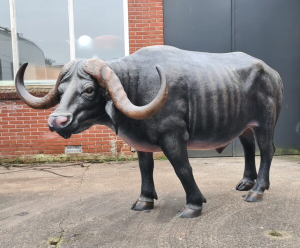 Levensechte buffel, beeld levensgrote buffel