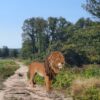 Polyester tuinbeeld leeuw