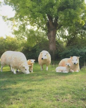 Kust beelden van schapen en lammetjes in de wei
