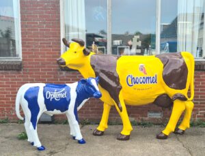Polyester koeien geschilderd in opdracht van Campina