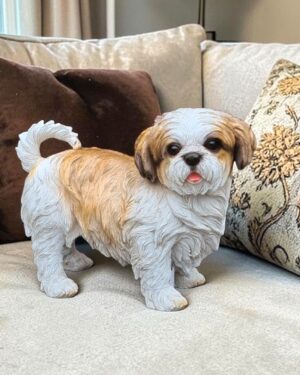 Staand wit bruin hondje beeldje Shih Tzu decoratie of cadeau
